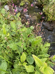 Pectiantia pentandra