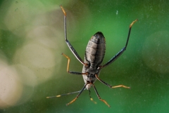 Notobitus meleagris
