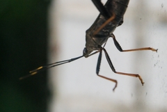 Notobitus meleagris
