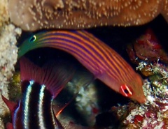 Pseudocheilinus hexataenia