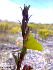 Oenothera stricta stricta