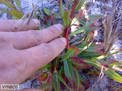 Oenothera stricta stricta