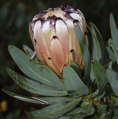 Protea laurifolia - Photo (c) Tony Rebelo, alguns direitos reservados (CC BY-SA), uploaded by Tony Rebelo
