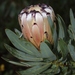 Protea laurifolia - Photo (c) Tony Rebelo,  זכויות יוצרים חלקיות (CC BY-SA), uploaded by Tony Rebelo