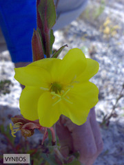 Oenothera stricta stricta