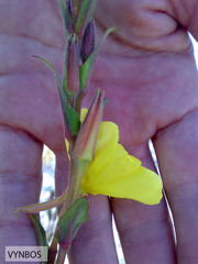 Oenothera stricta stricta