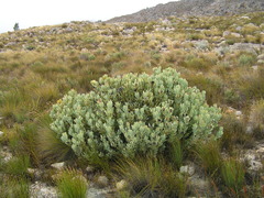 Leucadendron crassulifolium