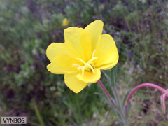 Oenothera stricta stricta