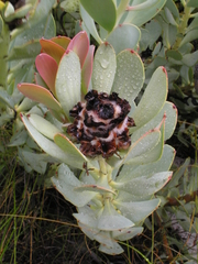 Leucadendron crassulifolium