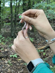 Carphophis amoenus amoenus