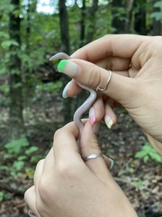 Carphophis amoenus amoenus