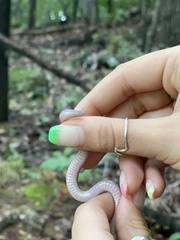 Carphophis amoenus amoenus