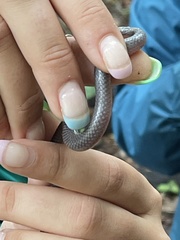 Carphophis amoenus amoenus