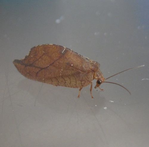 Drepanepteryx phalaenoides
