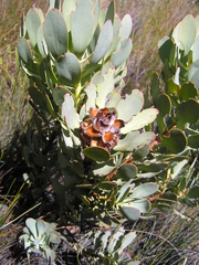Leucadendron arcuatum