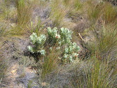 Leucadendron arcuatum