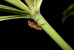 Graphosoma rubrolineatum