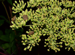 Graphosoma rubrolineatum