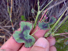 Pelargonium tabulare
