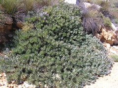 Protea effusa