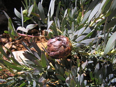 Protea effusa