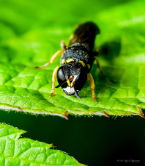 Lestica confluenta