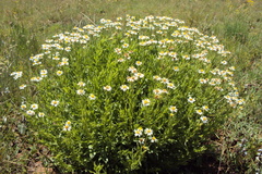 Afroaster peglerae