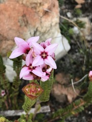 Sonderothamnus speciosus