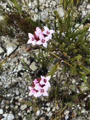 Sonderothamnus speciosus