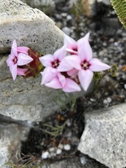 Sonderothamnus speciosus