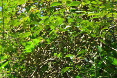 Actinidia venosa