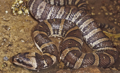 Jack's Water Snake photo 3