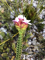 Sonderothamnus speciosus