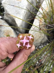 Sonderothamnus speciosus