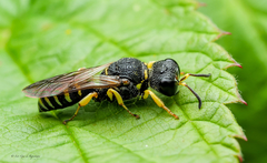 Lestica confluenta
