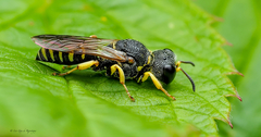 Lestica confluenta