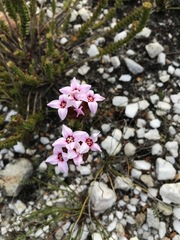 Sonderothamnus speciosus