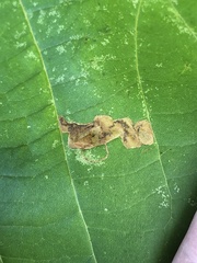 Ectoedemia platanella group