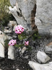 Sonderothamnus speciosus