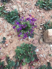 Lapeirousia pyramidalis regalis