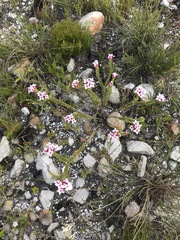 Sonderothamnus speciosus