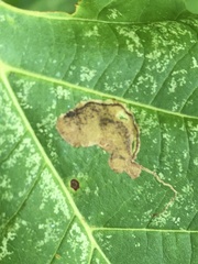 Ectoedemia platanella group