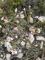 Sonderothamnus speciosus