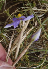 Moraea crispa