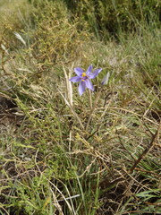 Moraea crispa