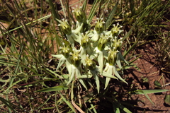 Asclepias eminens