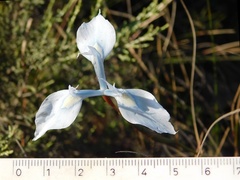 Moraea tripetala