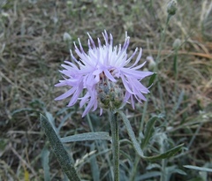 Centaurea borysthenica