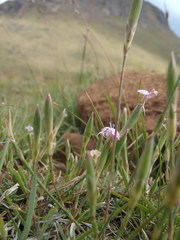 Dianthus micropetalus