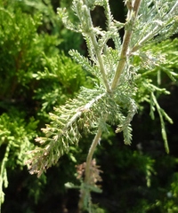 Achillea setacea